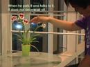 Plantio demo movie