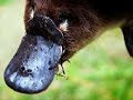 platypus-and-mammal-evolution.html