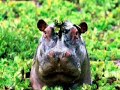 the video can also be watched here:

http://www.nature.com/nature/videoarchive/platypusgenome/


