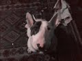 bodger english bull  song =puppy love