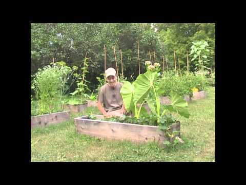 Garden tips - Is it hot? I said IS IT HOT?? I can't HEAR you!! It's insanely hot at this time of year (100 degrees and 90% humidity here) and you can just imagine the toll...