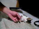 デレた(´∇｀)