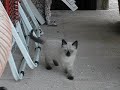 Gino , primi giorni dopo averlo trovato. Gino , primi giorni dopo averlo trovato.