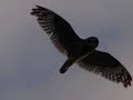 Voices of the Sacred Headwaters
