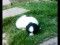 LEORIE-spoosey/spudgge-puppies-1 month old