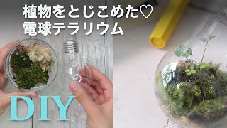 ＊電球テラリウムが可愛すぎる＊保存版DIY×グリーンアイデア
