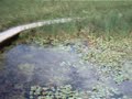 At the heart of the marshlands