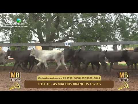 528� LEIL�O VIRTUAL MB LEIL�ES