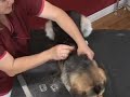 Basic Dog Grooming : Brushing a Dog\ Basic Dog Grooming : Brushing a Dog\