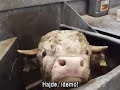 Skrivene suze iza željeznog zida