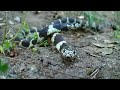 was out driving around the property and came across these two snakes! awesome footage! watch the end!

not sure if they are fighting or mating.