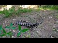 was out driving around the property and came across these two snakes! awesome footage! watch the end!

not sure if they are fighting or mating.
