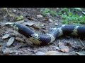was out driving around the property and came across these two snakes! awesome footage! watch the end!

not sure if they are fighting or mating.
