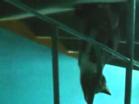 Кот ходит по потолку