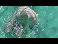 Click here to watch this video イコロはゴハン。アイラは羨ましい？！（20120428 おびひろ動物園）