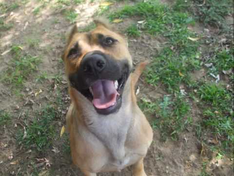 amstaff