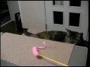 Kitty attacking a cat-toy from lower step