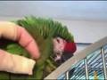 videos de Scritches 8-26-08