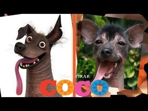 COCO in Real Life!