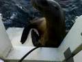 sea lions sunset activities.