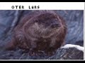 Oter lars Oter lars