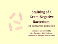 Staining of a Gram-Negative Bacterium