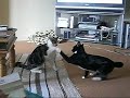 kittens kicking the shit out o Icon