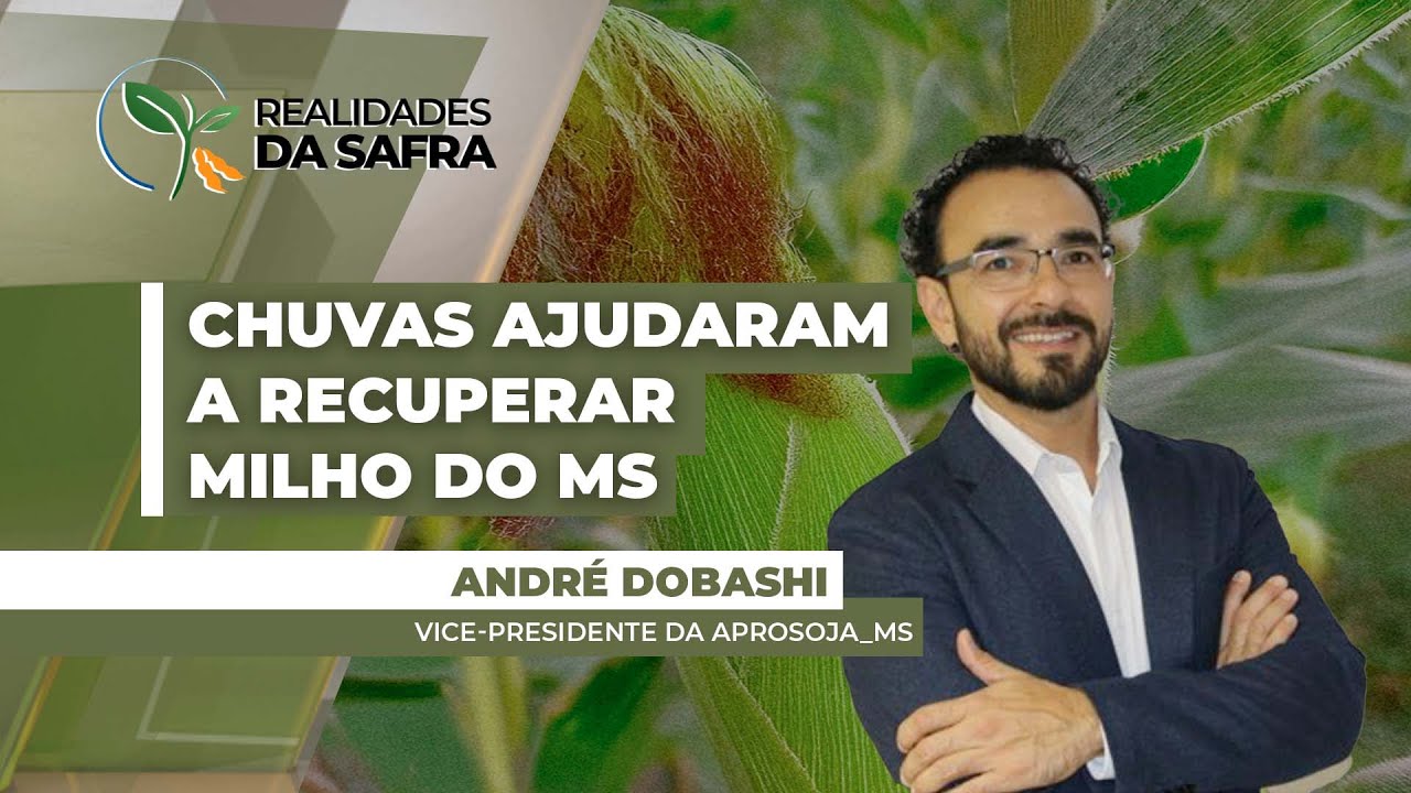 Chuvas das últimas duas semanas ajudaram a recuperar lavouras de milho no Mato Grosso do Sul