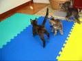 ちゃとらちはちわれ 保育園シーズン5