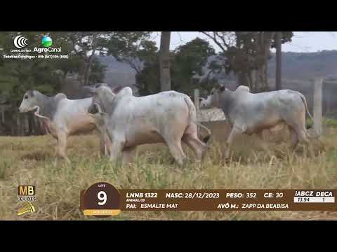 511� LEIL�O VIRTUAL MB LEIL�ES