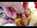 7 Baby Cockatiels Just got Hand-fed