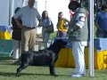 2� Exposi��o Nacional & 56� Internacional do Estoril