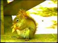 Squirrel Stealing My Chips Squirrel Stealing My Chips