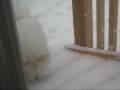 Wall-E the Eski - enjoying a snow day