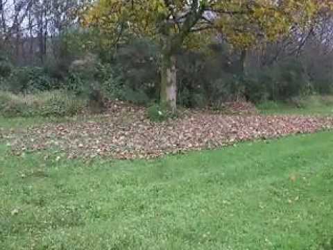 how to collect autumn leaves