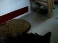 videos de hundespielen 001.AVI