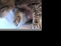The adventures of Sunny Girl: going to the vet