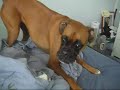 cairo the barking boxer