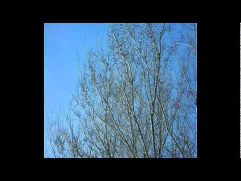 how to prove java is pass by value