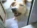 laika laika