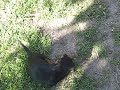 Bataie de caini -4 bestii - scandalos - Dog Fight - 4 beasts