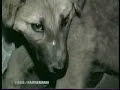 silent-screams-dogs-and-cats-of-the-fur-trade.html