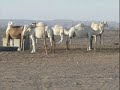 طريقة مبتكرة لإخراج السيارة من التغريز