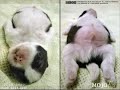 funny collection of dogs, cats and kids sleeping