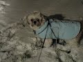 patches winter 004.mov