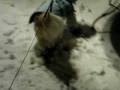 patches winter 004.mov