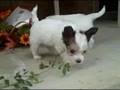 videos de Keeblers first day out