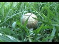 The Yarrawonga Back Nine