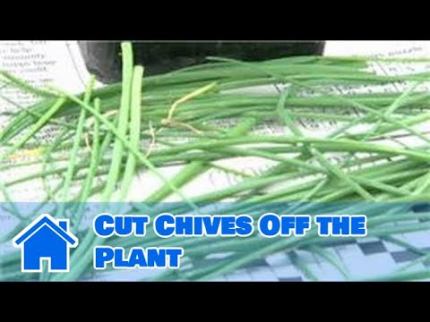 how to harvest chives