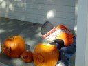 Jakey Pumkin
